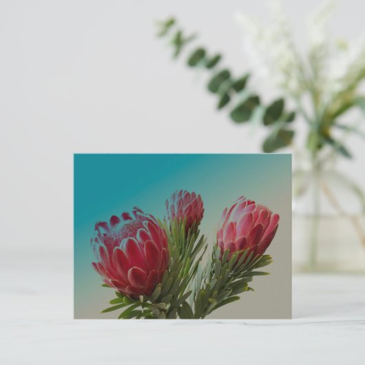 Protea-Blume Postkarte (Stehend Vorderseite)
