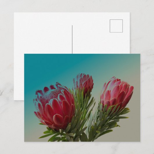 Protea-Blume Postkarte (Vorne/Hinten)
