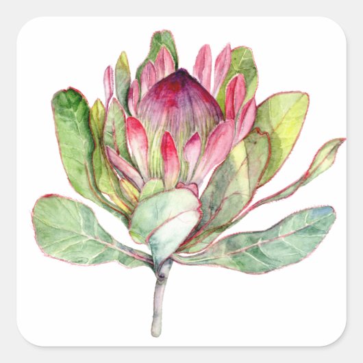Protea-Blume Quadratischer Aufkleber (Vorderseite)