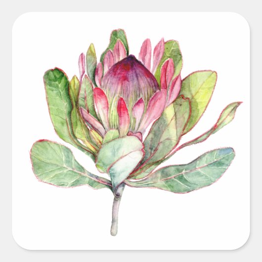 Protea-Blume Quadratischer Aufkleber (Vorderseite)