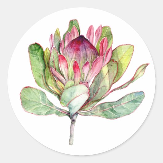 Protea-Blume Runder Aufkleber (Vorderseite)