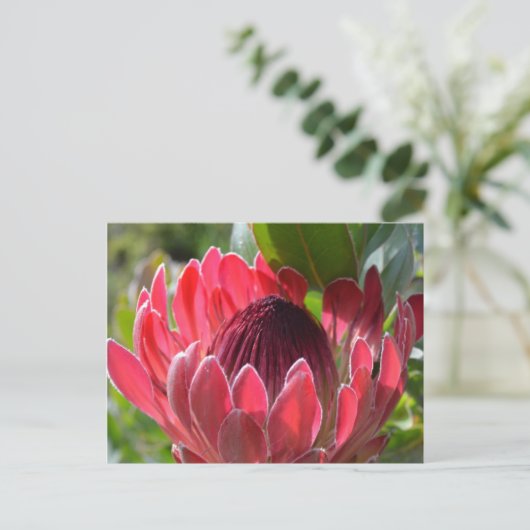 Protea Blume Südafrika Postkarte (Stehend Vorderseite)