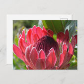 Protea Blume Südafrika Postkarte (Vorne/Hinten)