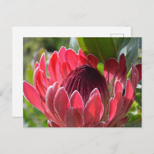 Protea Blume Südafrika Postkarte (Vorne/Hinten)
