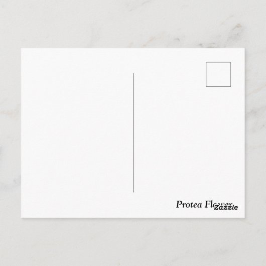 Protea Blume Südafrika Postkarte (Rückseite)