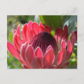 Protea Blume Südafrika Postkarte (Vorderseite)