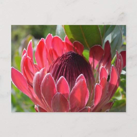 Protea Blume Südafrika Postkarte (Vorderseite)