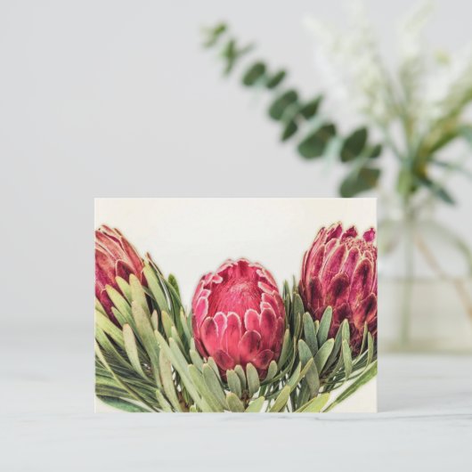 Protea Blume Südafrika Postkarte (Stehend Vorderseite)