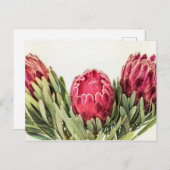 Protea Blume Südafrika Postkarte (Vorne/Hinten)