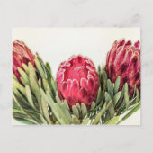 Protea Blume Südafrika Postkarte (Vorderseite)