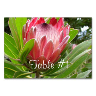 Protea-Blume Tischnummer