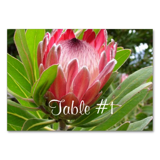 Protea-Blume Tischnummer (Vorderseite)