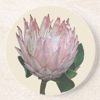 Protea-Blumen-Eiscreme Getränkeuntersetzer