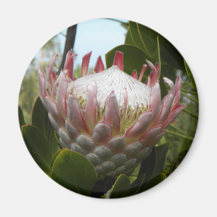 Protea-Blumen-Hawaii-Magnet Magnet