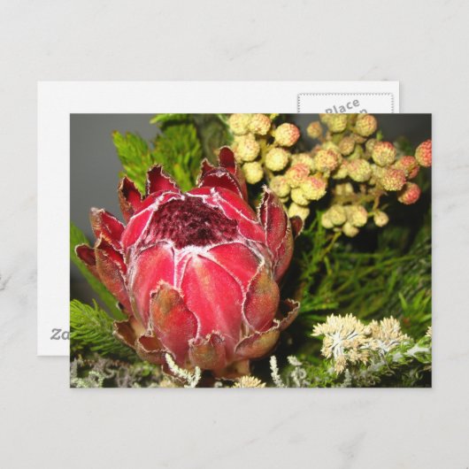 Protea Bouquet Postkarte (Vorne/Hinten)