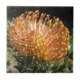 Protea Fliese
