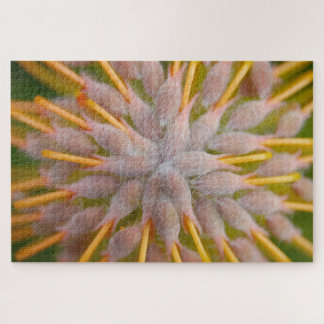 Protea Leucospermum praecox. . Nadelkissen-Protea. Puzzle