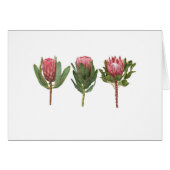 Protea Notecard (Vorderseite (Horizontal))