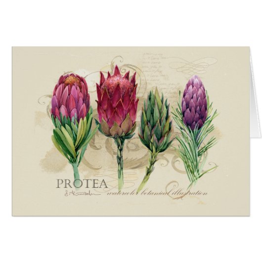 Protea Notecard (Vorderseite (Horizontal))