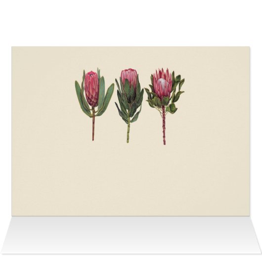 Protea Notecard (Innenansicht Horizontal (Oben))