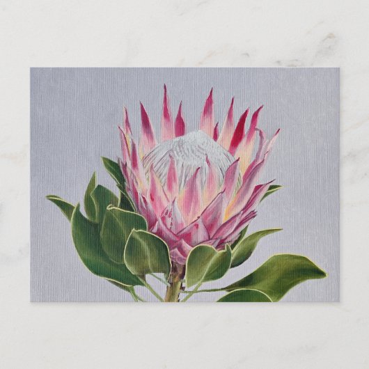 Protea Postcard Postkarte (Vorderseite)