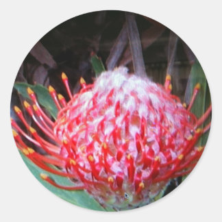 Protea Runder Aufkleber