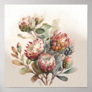 Protea Sugarbushes Blume Art Print Poster