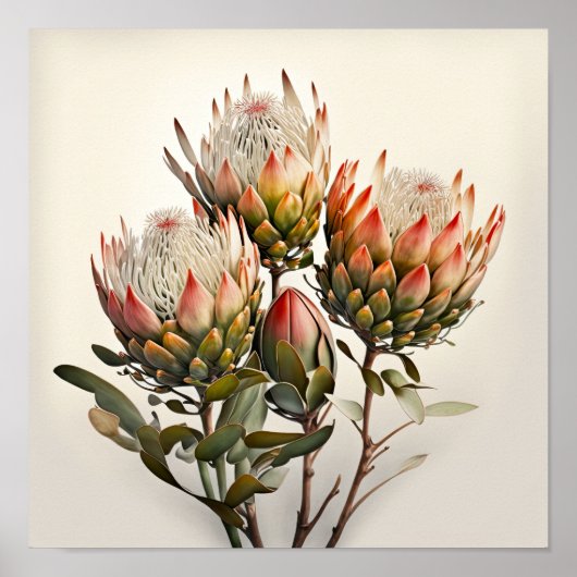 Protea Sugarbushes Blume Art Print Poster (Vorne)