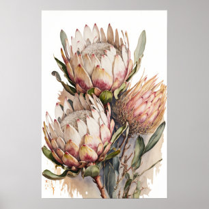 Protea Sugarbushes Blume Art Print Poster