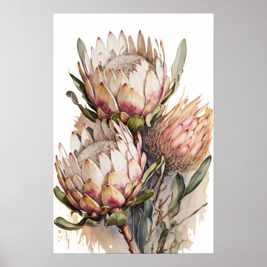 Protea Sugarbushes Blume Art Print Poster (Vorne)