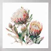Protea Sugerbuchs Blume Art Print Poster (Vorne)