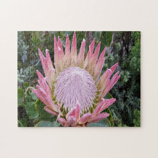 Protea-Zuckerbusch Puzzle (Horizontal)