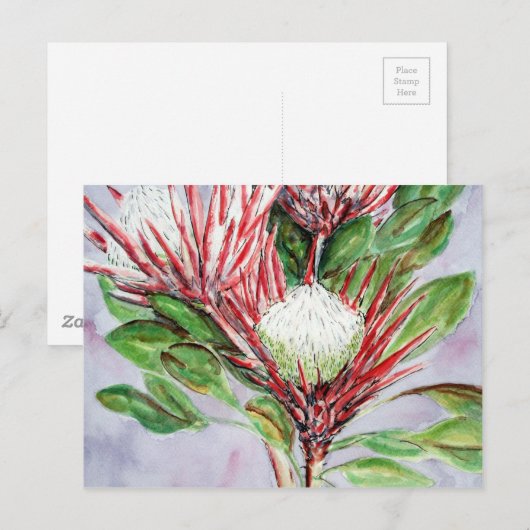 Proteas Postkarte (Vorne/Hinten)