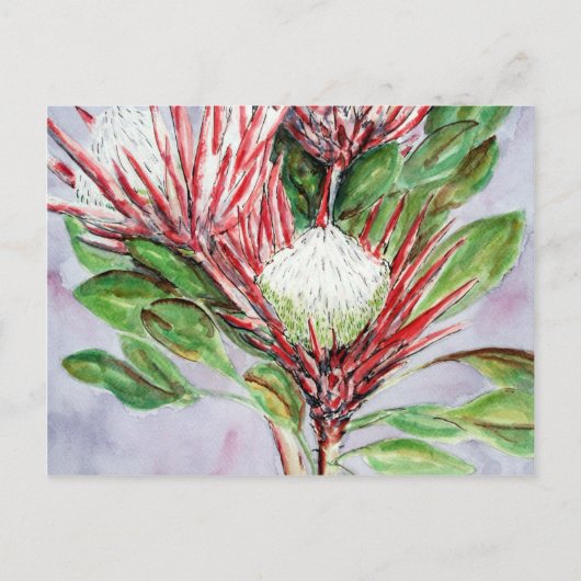 Proteas Postkarte (Vorderseite)