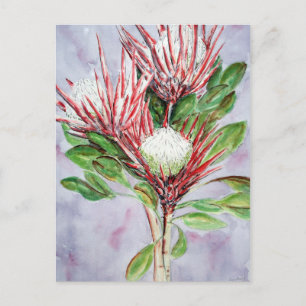 Proteas Postkarte