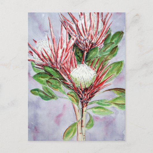Proteas Postkarte (Vorderseite)