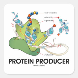Protein Producer (mRNA tRNA Protein Synthese) Quadratischer Aufkleber