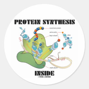 Protein-Synthese-Innere (Zellbiologie) Runder Aufkleber