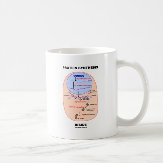Protein-Synthese-Innere (Zellen-Prozessdiagramm) Kaffeetasse (Rechts)