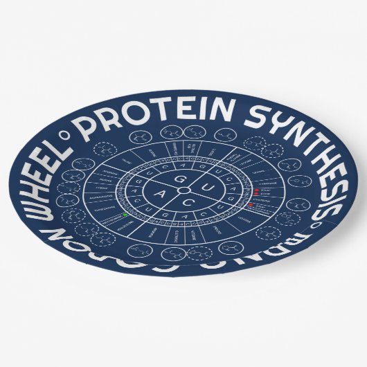 PROTEIN-SYNTHESE - mRNA ZUM AMINOSÄUREcodon-RAD Pappteller (Schrägansicht)