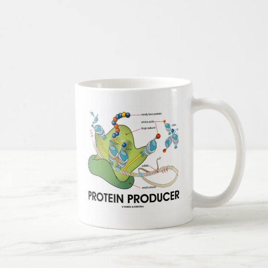 Proteinproduzent Biologie Proteinsynthese Kaffeetasse (Rechts)