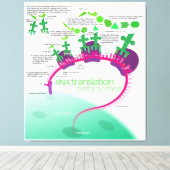 Proteinsynthese-Diagramm der RNA-Übersetzung Leinwanddruck (Insitu (Holzboden))