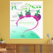 Proteinsynthese-Diagramm der RNA-Übersetzung Leinwanddruck (Insitu (Wohnzimmer))