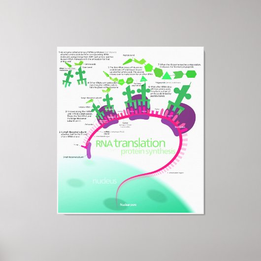Proteinsynthese-Diagramm der RNA-Übersetzung Leinwanddruck (Vorderseite)