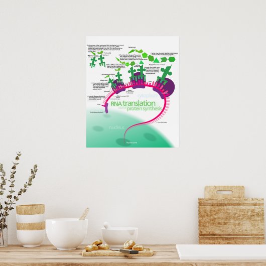 Proteinsynthese-Diagramm der RNA-Übersetzung Poster (Küche)