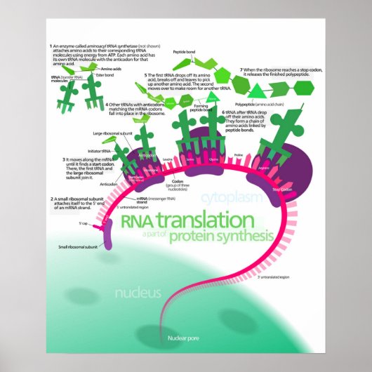 Proteinsynthese-Diagramm der RNA-Übersetzung Poster (Vorne)