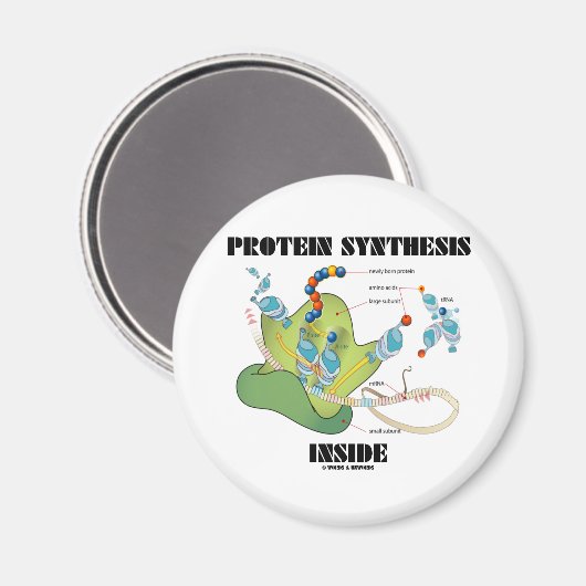 Proteinsynthese innerhalb (Zellbiologie) Magnet (Vorderseite/Rückseite)