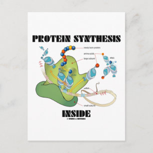 Proteinsynthese innerhalb (Zellbiologie) Postkarte
