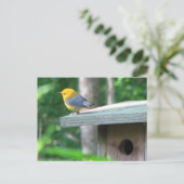 Prothonotary behauptet Kasten-Postkarte Postkarte (Stehend Vorderseite)