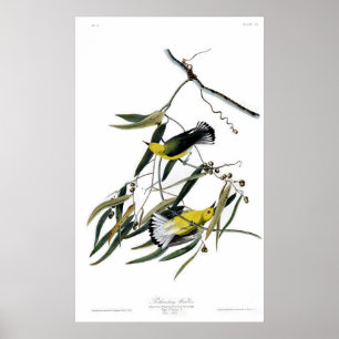 Prothonotary-Trällerer Poster
